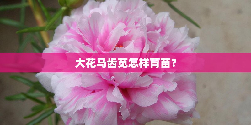 大花马齿苋怎样育苗？