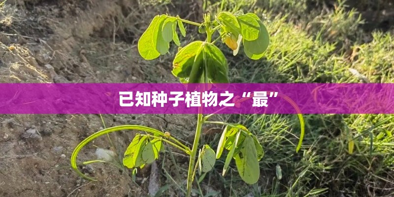东风猛士军用越野车和北京吉普勇士军用越野车哪个性能好？