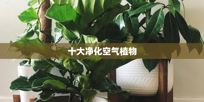 东风猛士军用越野车和北京吉普勇士军用越野车哪个性能好？