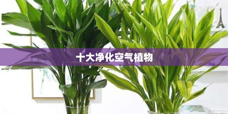 十大净化空气植物