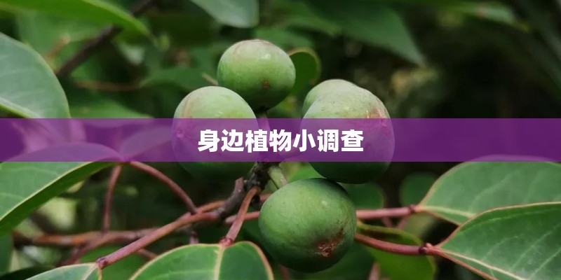 半夏对生长环境有什么要求？