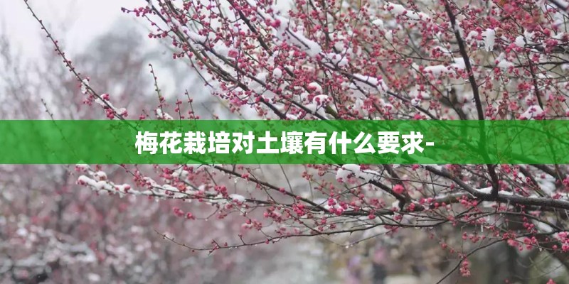 梅花栽培对土壤有什么要求-