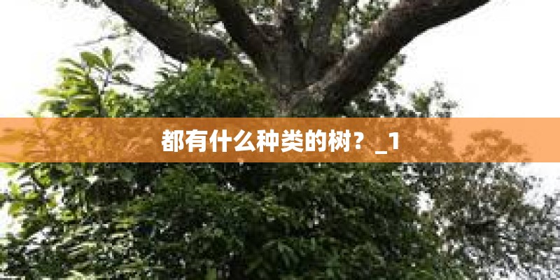 都有什么种类的树？_1