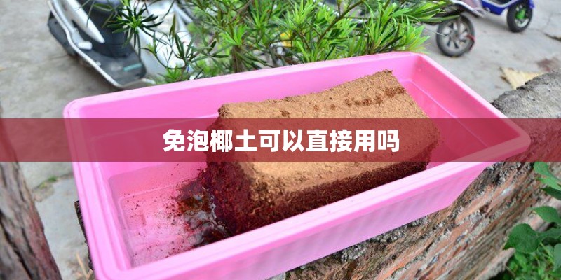 免泡椰土可以直接用吗
