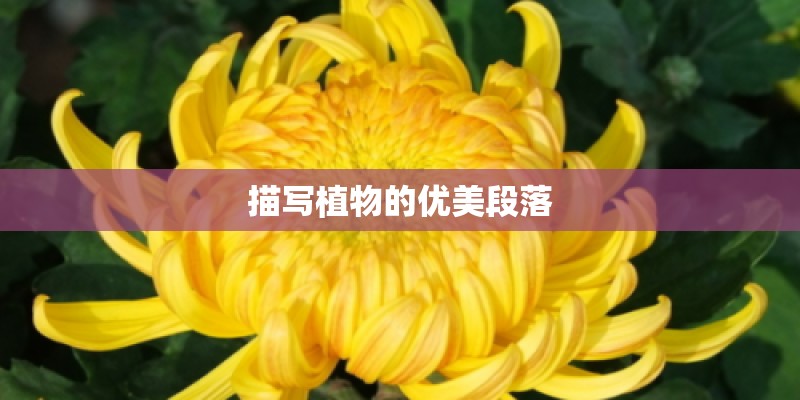 中国扬子集团滁州扬子空调器有限公司的组织架构
