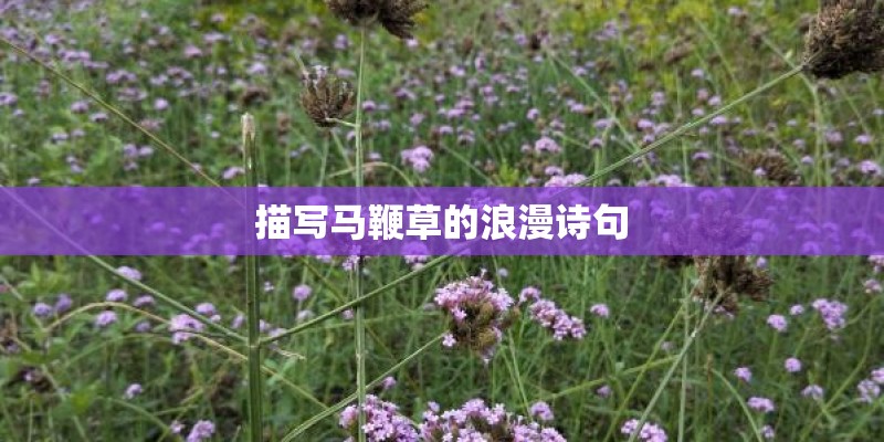描写马鞭草的浪漫诗句