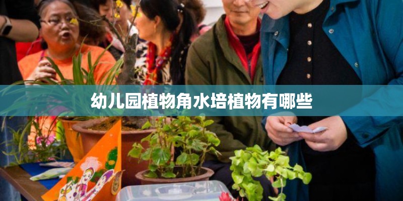 幼儿园植物角水培植物有哪些