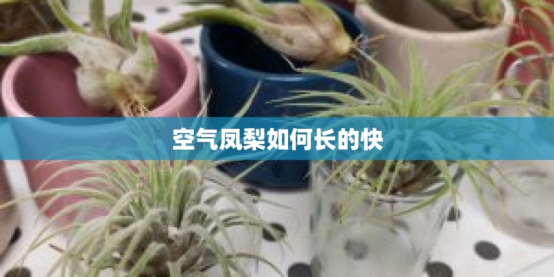 空气凤梨如何长的快