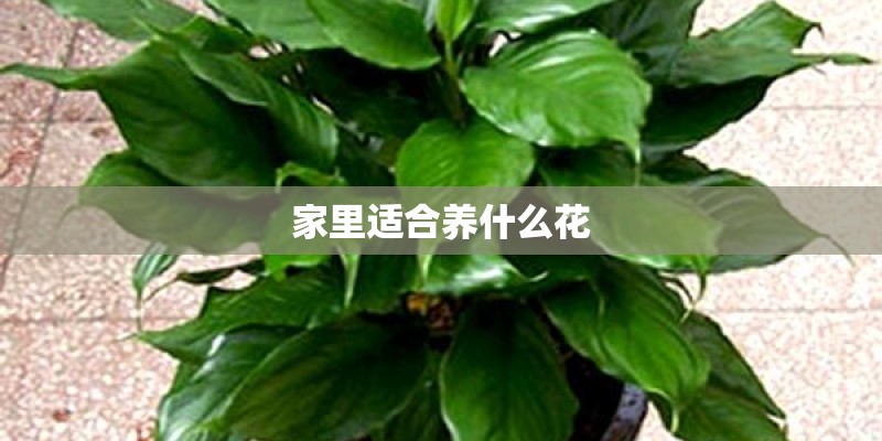 中国扬子集团滁州扬子空调器有限公司的组织架构