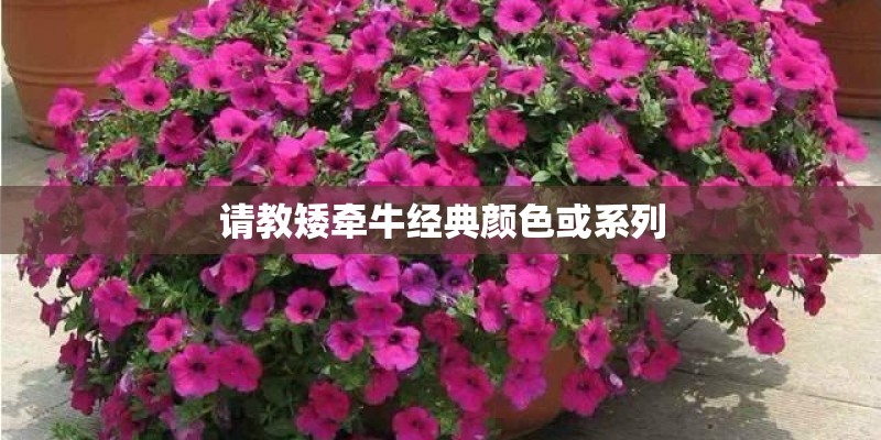 请教矮牵牛经典颜色或系列