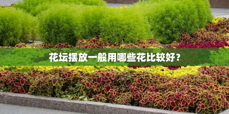 好看又好养的几种阳台花卉植物是什么呢？