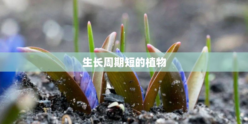 生长周期短的植物