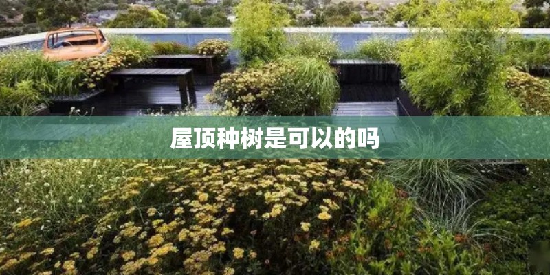 屋顶种树是可以的吗