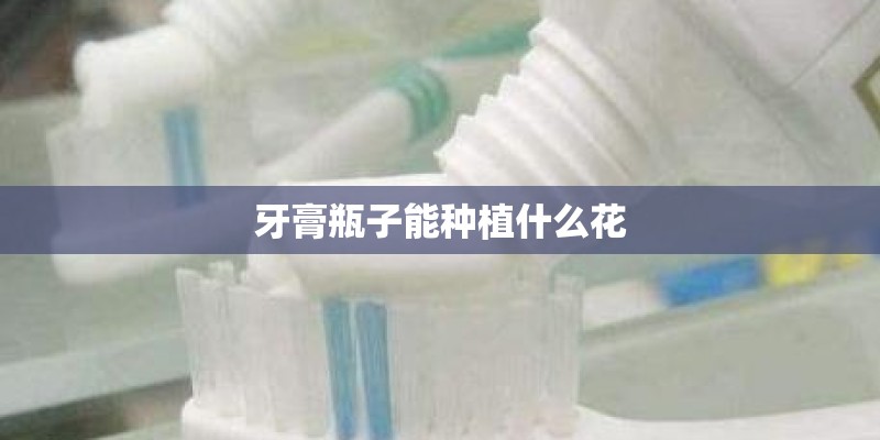 牙膏瓶子能种植什么花