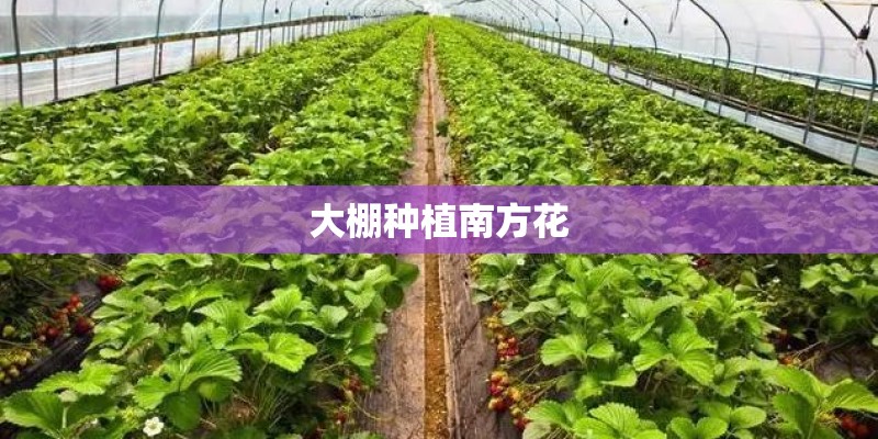 大棚种植南方花