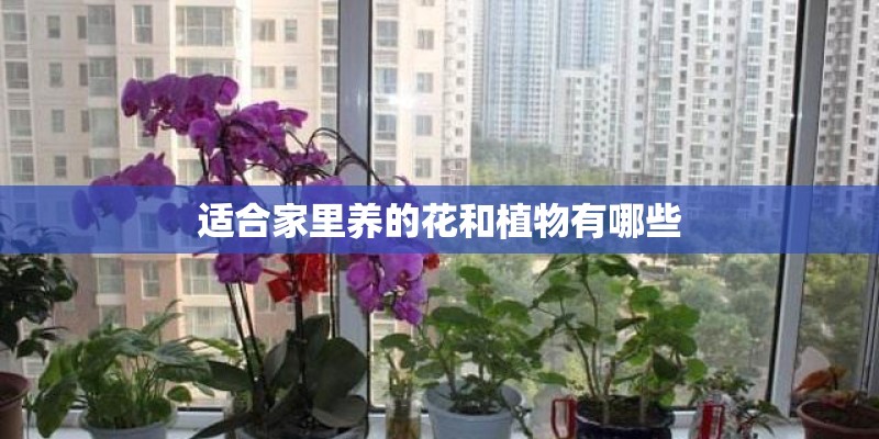 牙膏瓶子能种植什么花