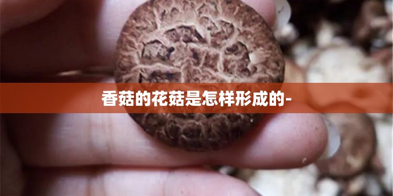 香菇的花菇是怎样形成的-