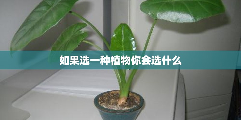 如果选一种植物你会选什么