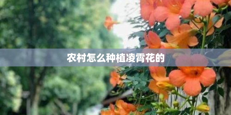 农村怎么种植凌霄花的