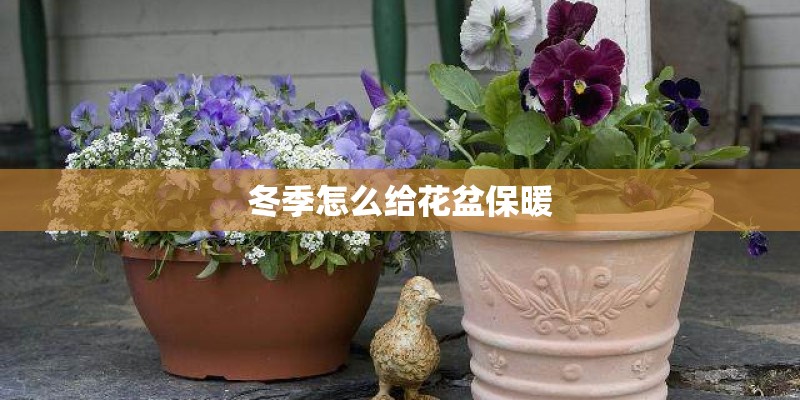 天台遮阳隔热的藤类植物