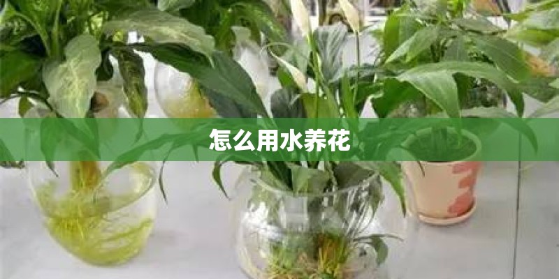 怎么用水养花