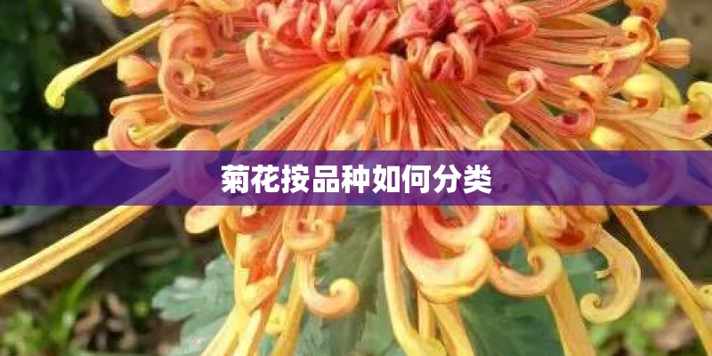 菊花按品种如何分类