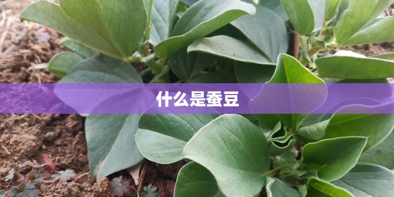 什么是蚕豆