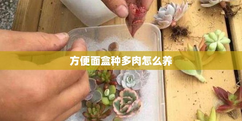 方便面盒种多肉怎么养