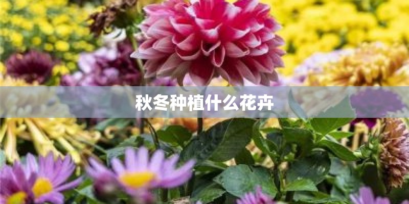 秋冬种植什么花卉