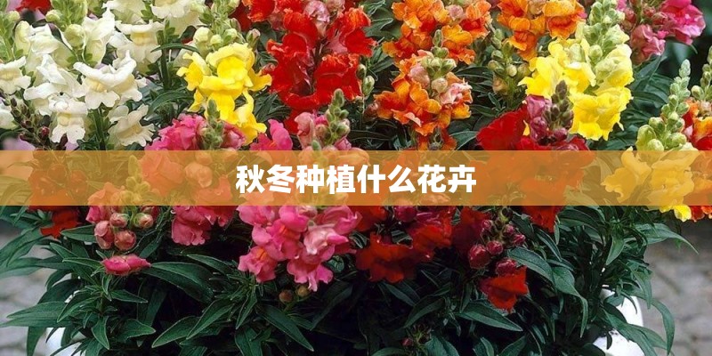 秋冬种植什么花卉