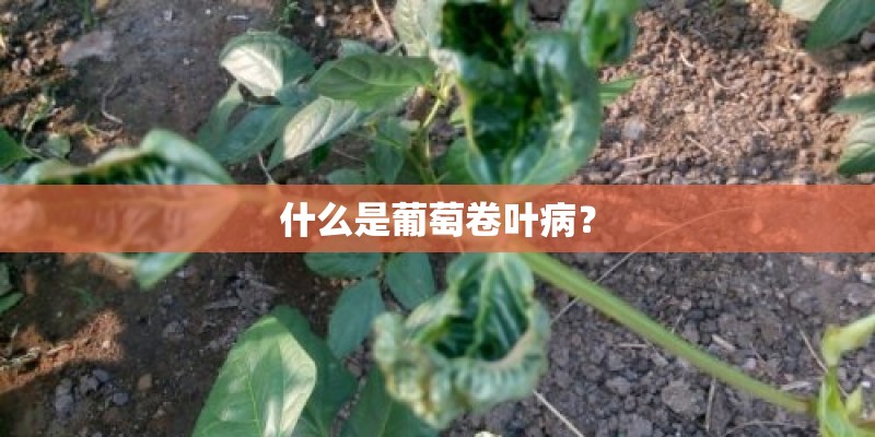 什么是葡萄卷叶病？