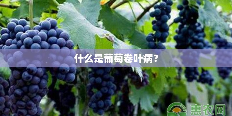 什么是葡萄卷叶病？