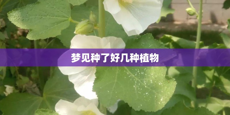麦冬有哪些特征？