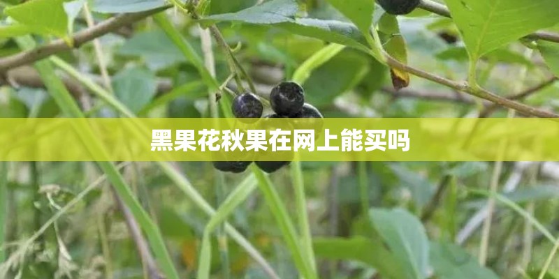 黑果花秋果在网上能买吗