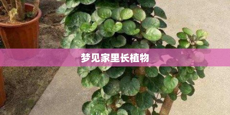 梦见家里长植物