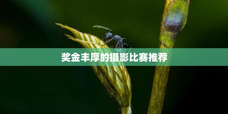 奖金丰厚的摄影比赛推荐