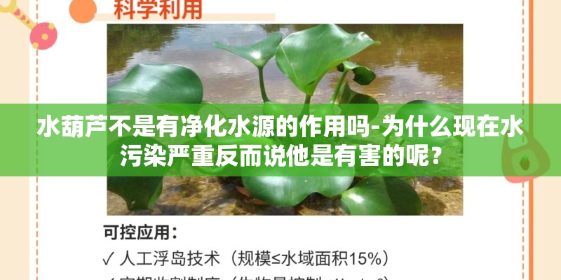 水葫芦不是有净化水源的作用吗-为什么现在水污染严重反而说他是有害的呢？