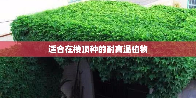 聊城市公租房怎样申请