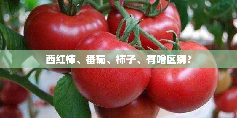 麦冬有哪些特征？