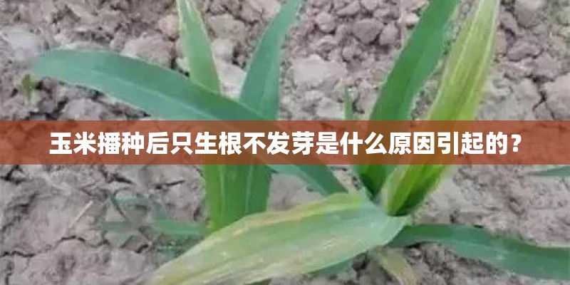 洛阳一小区围墙因暴雨发生坍塌 暴雨会毁坏房子吗_1