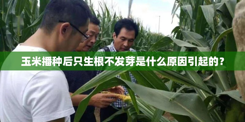 玉米播种后只生根不发芽是什么原因引起的？