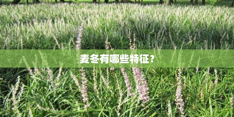 麦冬有哪些特征？