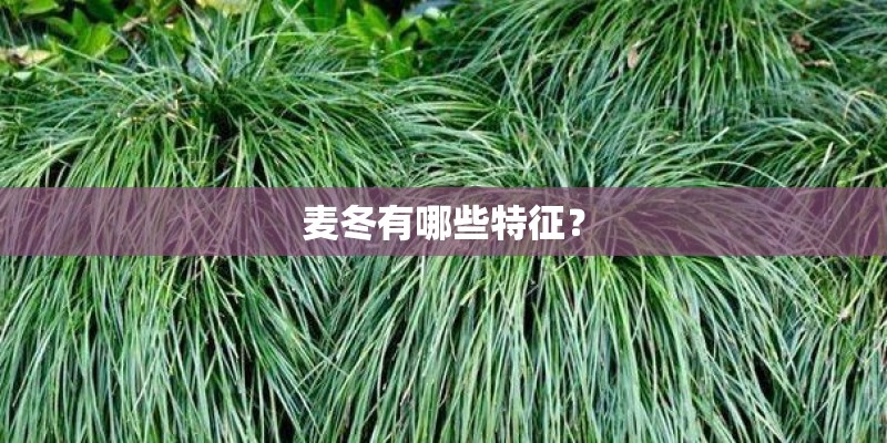 麦冬有哪些特征？
