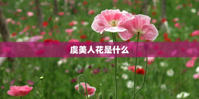 虞美人花是什么