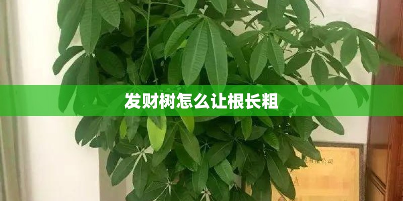 发财树怎么让根长粗