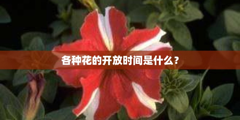 各种花的开放时间是什么？