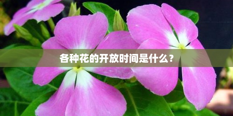 各种花的开放时间是什么？