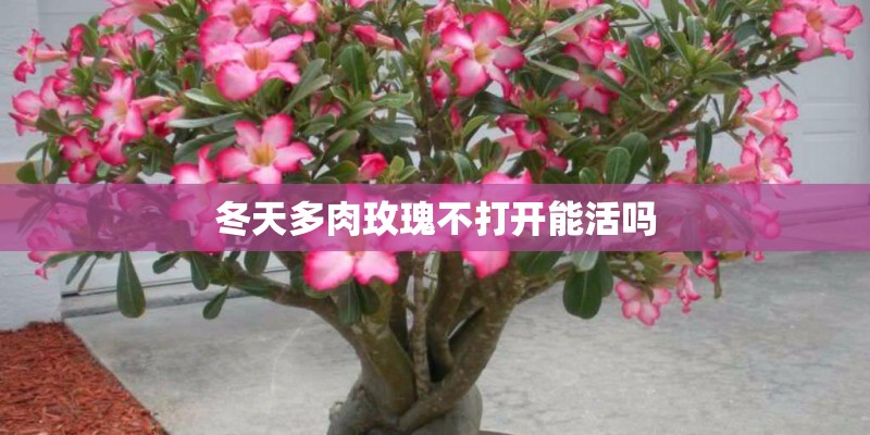 冬天多肉玫瑰不打开能活吗