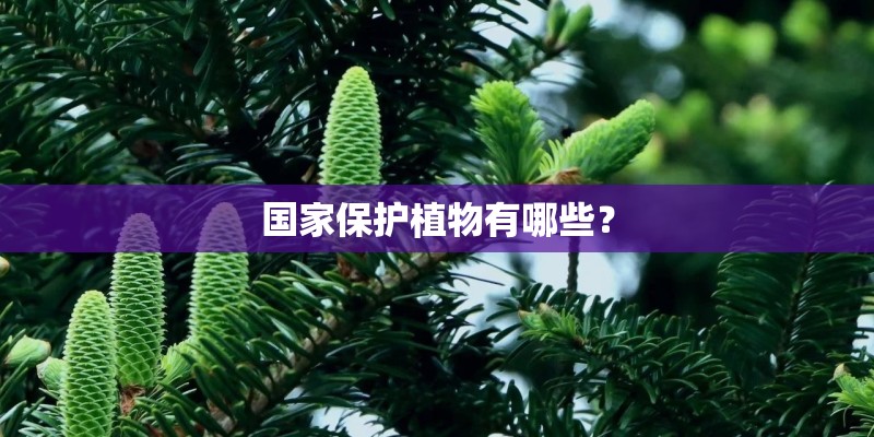 国家保护植物有哪些？