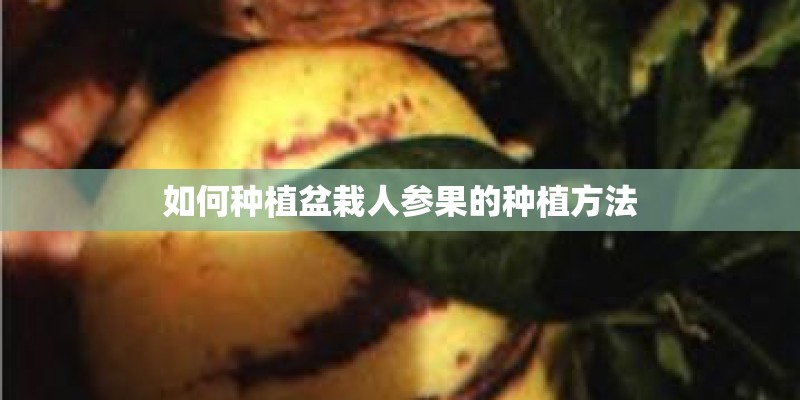 如何种植盆栽人参果的种植方法